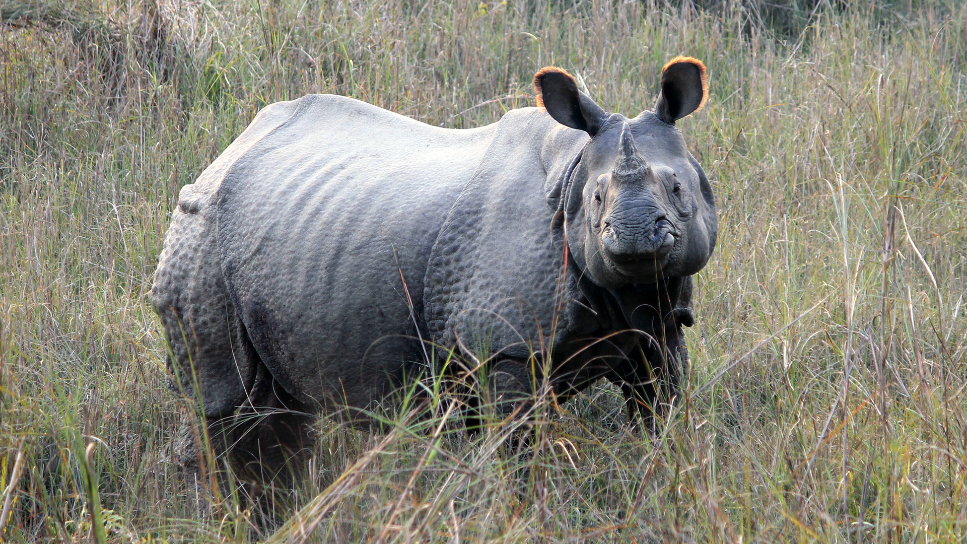 One-horned Rhino in Chitwan